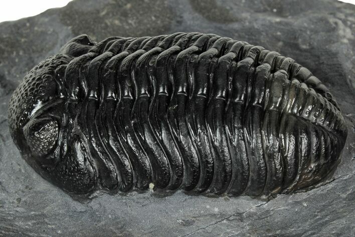 Prone Pedinopariops Trilobite - Mrakib, Morocco #348132